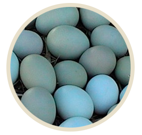 avicola producto3